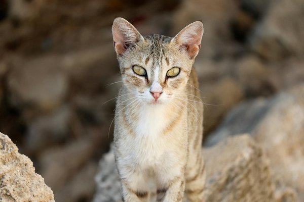 Seamless Integration of Renewable Energy in Expansive Housing Projects: A Comprehensive Guide