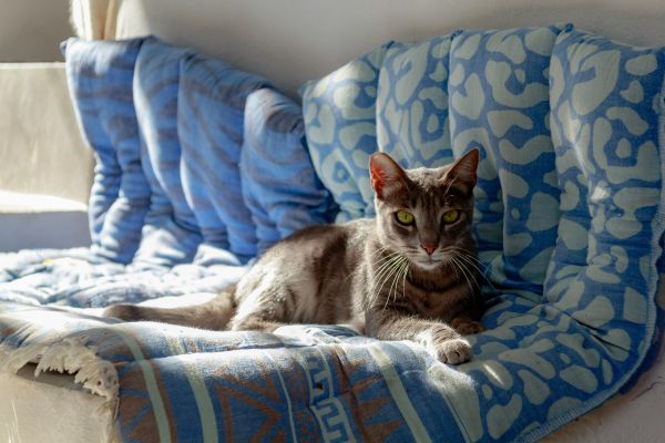 Discover the Ultimate Blend of Style and Durability: The Best Materials for Pet-Friendly Upholstery!