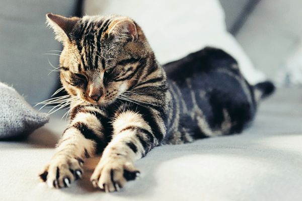 Expert Tips for Maintaining Healthy Claws in Your Indoor Cat