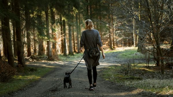 Transform Your Heart Health and Social Life: The Impact of Regular Dog Walking