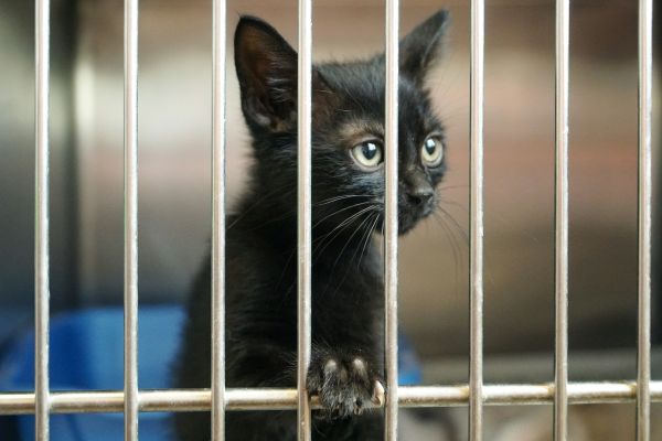 What are the best practices for adopting pets from shelters or rescues?